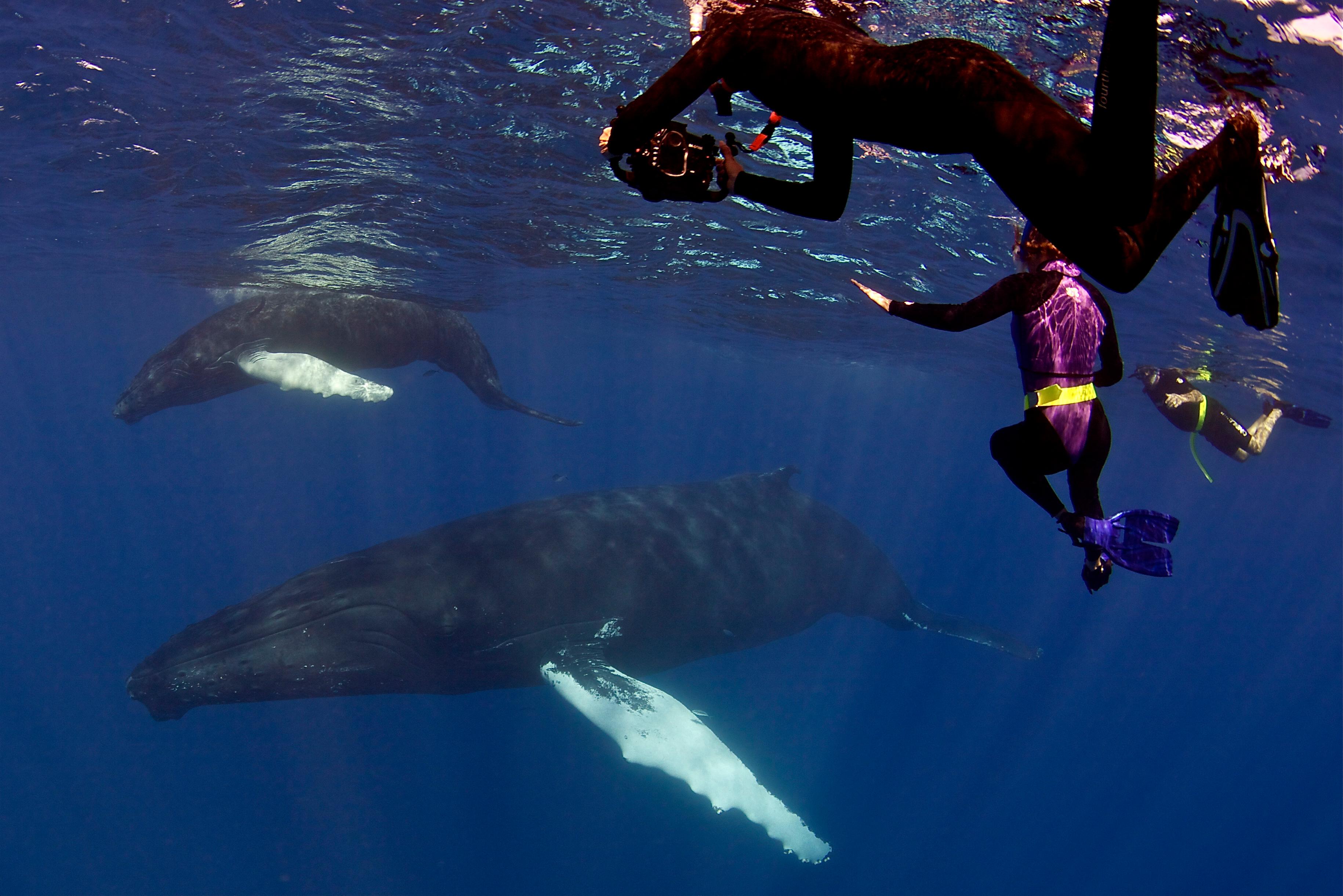 Snorkelers swimming with humpback whales in crystal blue waters
