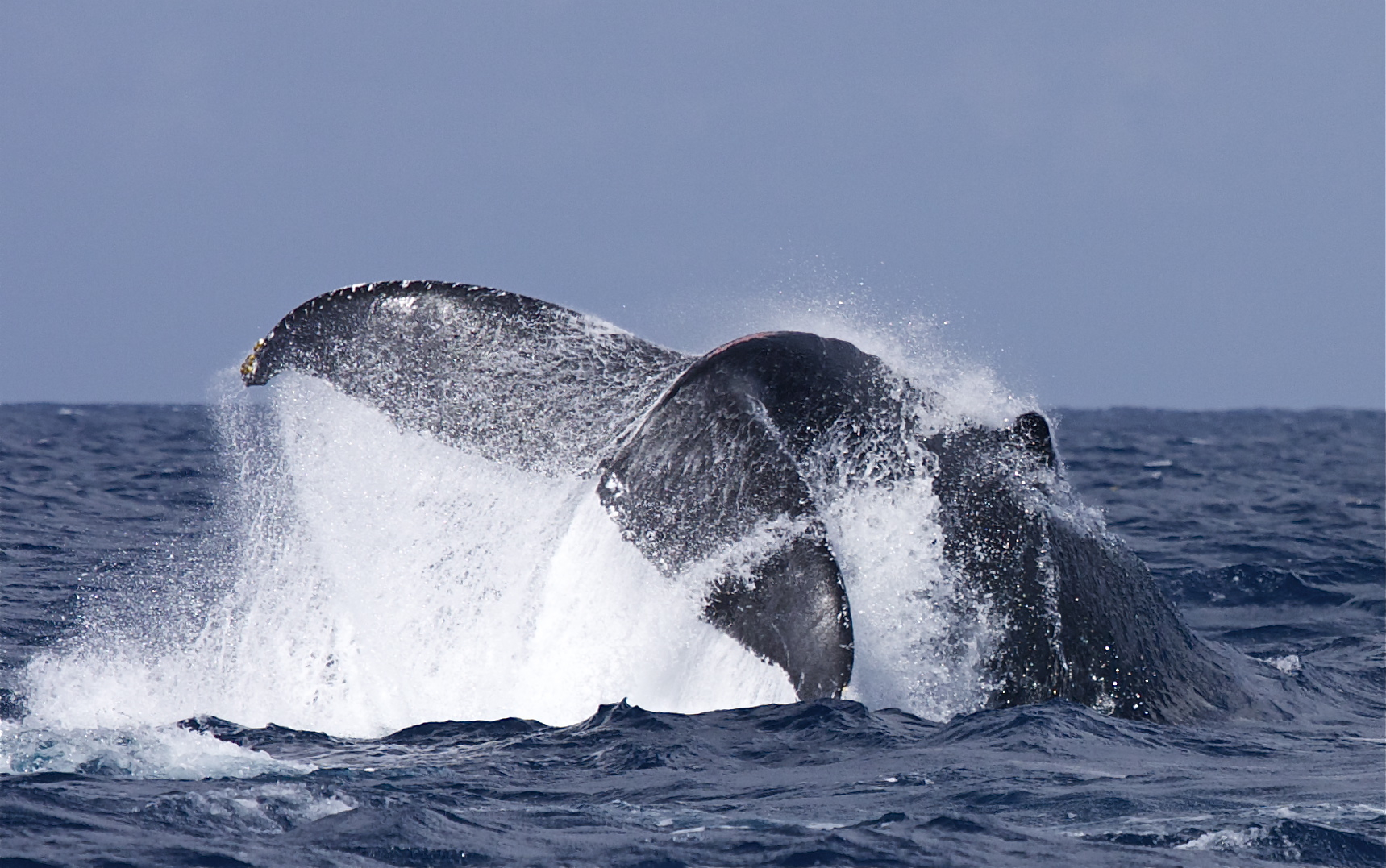 Dramatic humpback whale breaching with powerful water spray