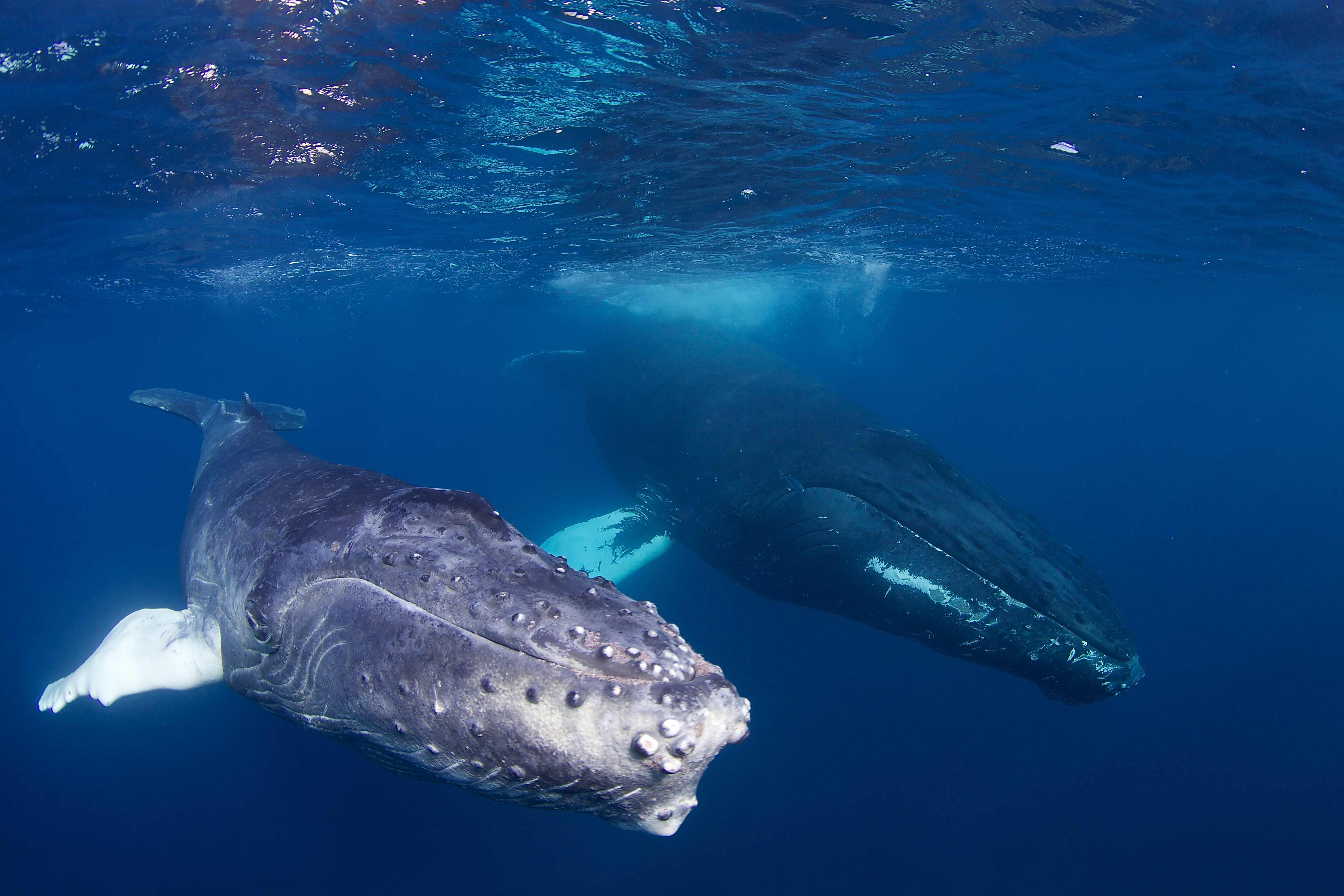 Multiple humpback whales swimming together in deep blue waters