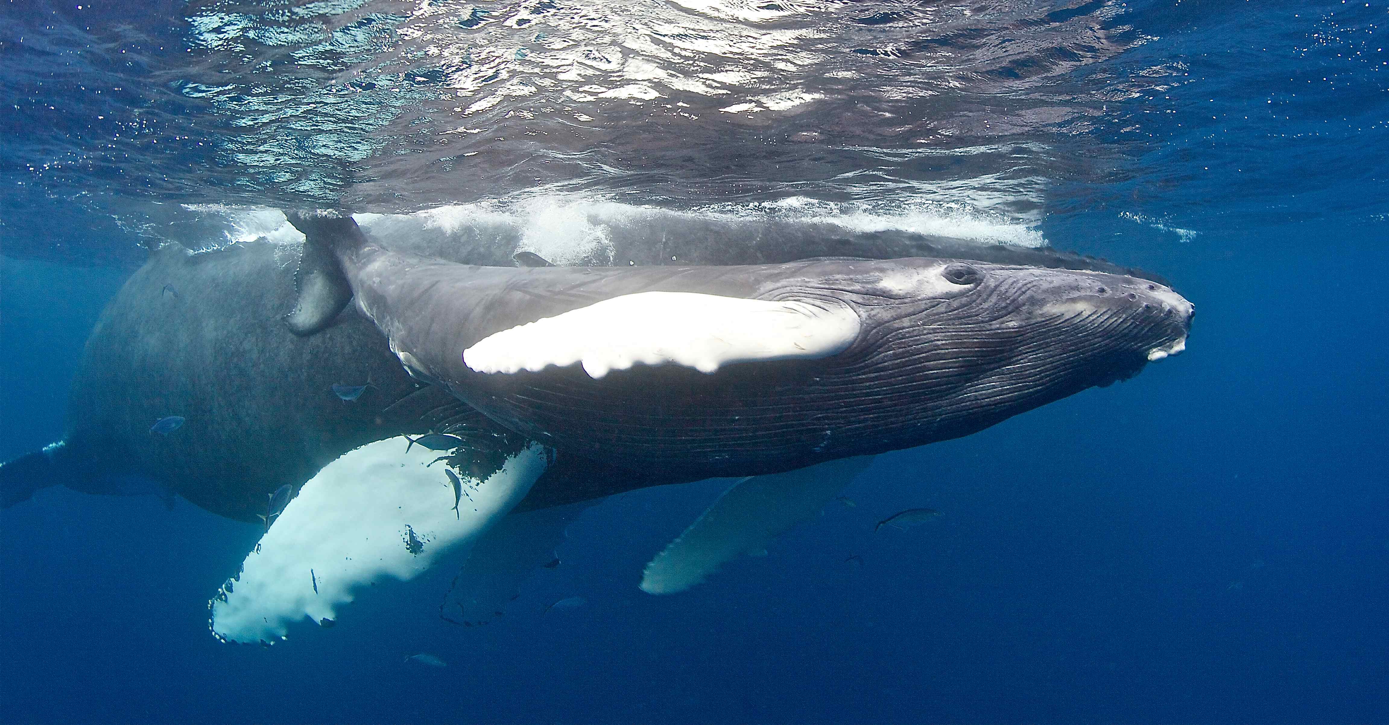 Humpback whale encounter in Silver Bank waters