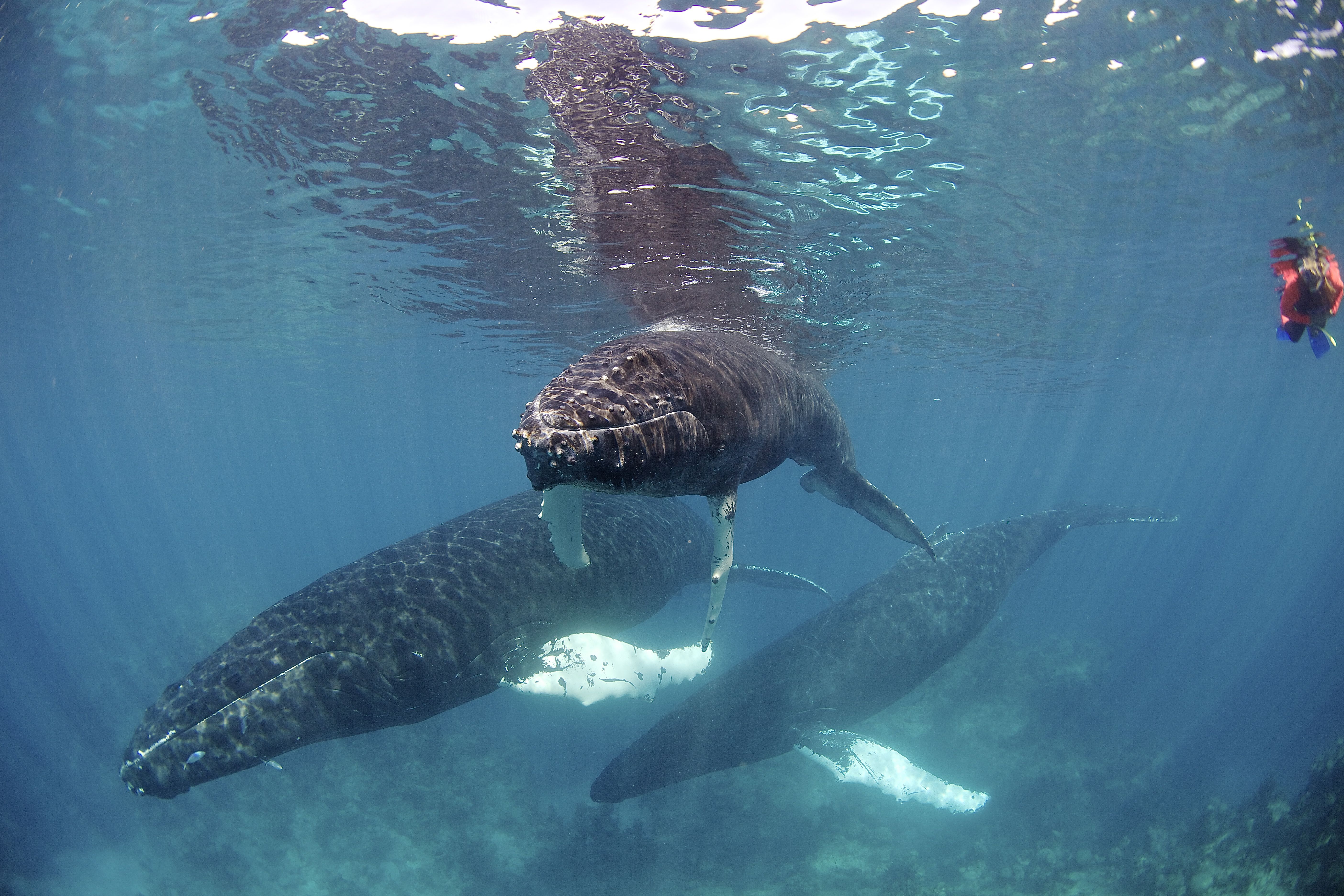 Snorkeler swimming alongside humpback whales